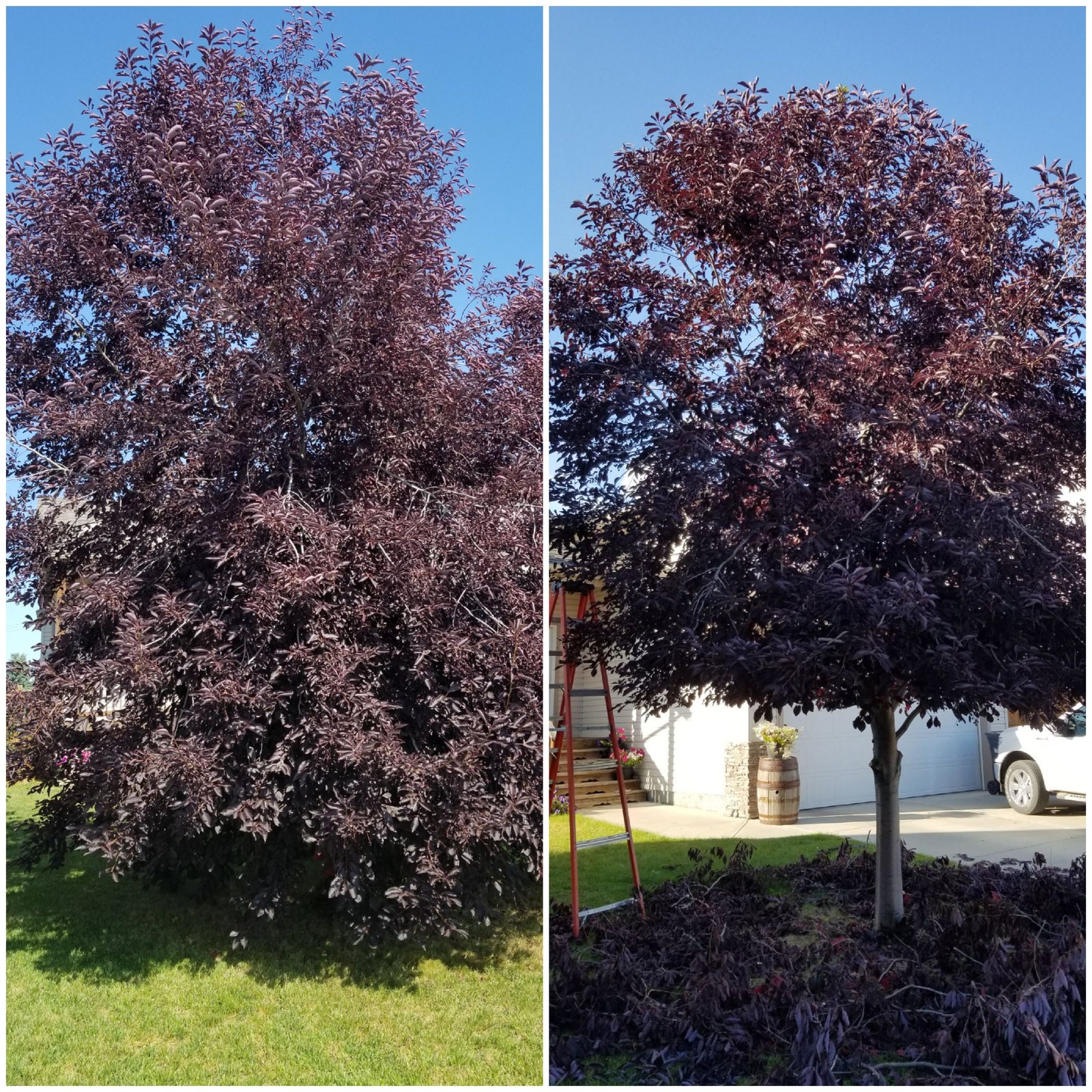 Side-by-side before and after view of a pruned tree