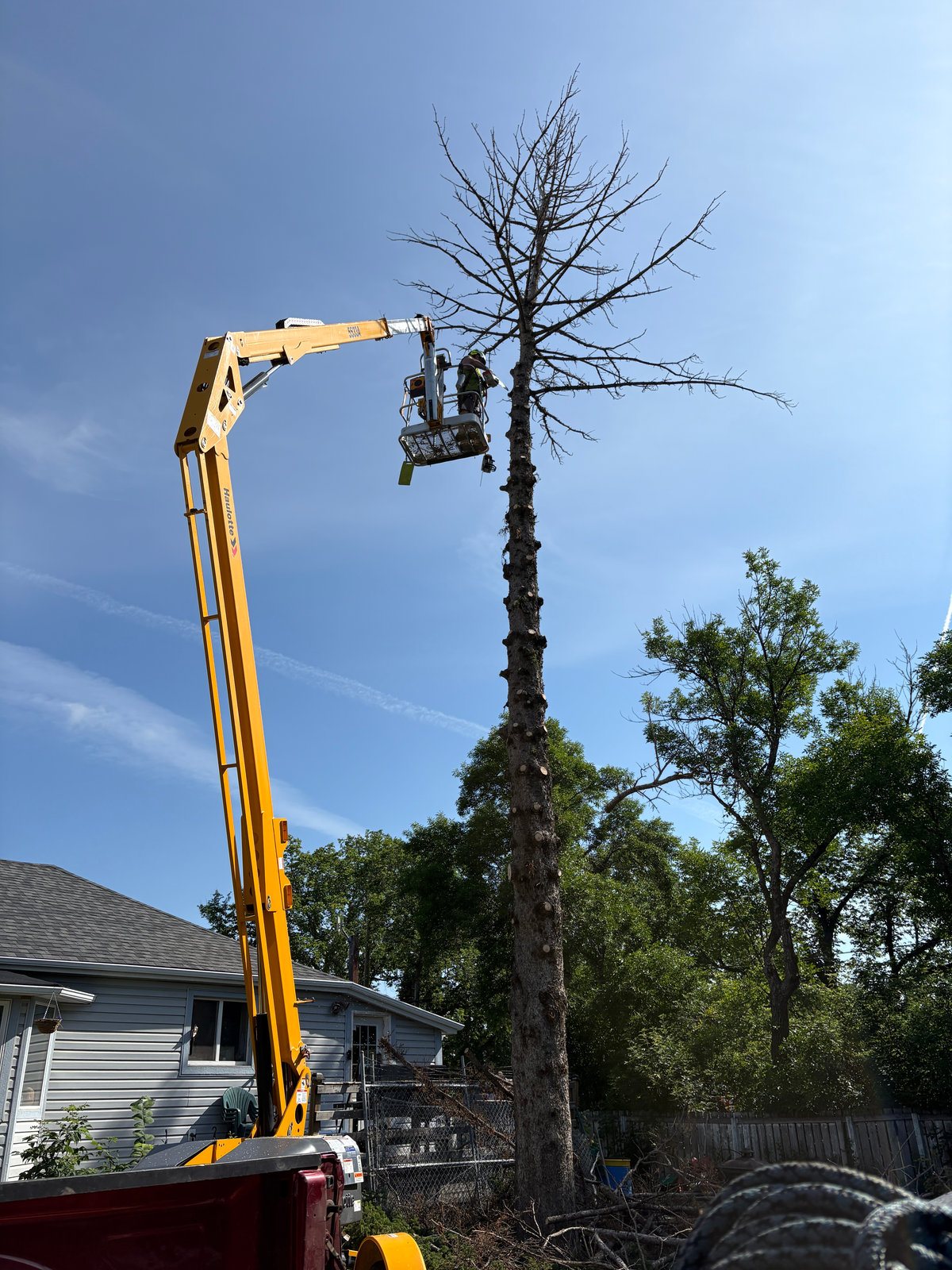 Arborist pruning a tall tree from a bucket truck