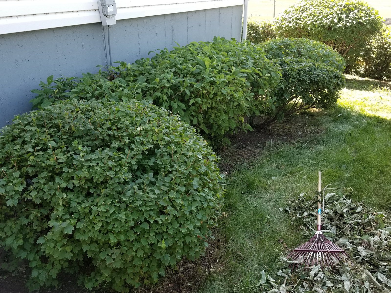 Neatly shaped hedge and shrubs after pruning