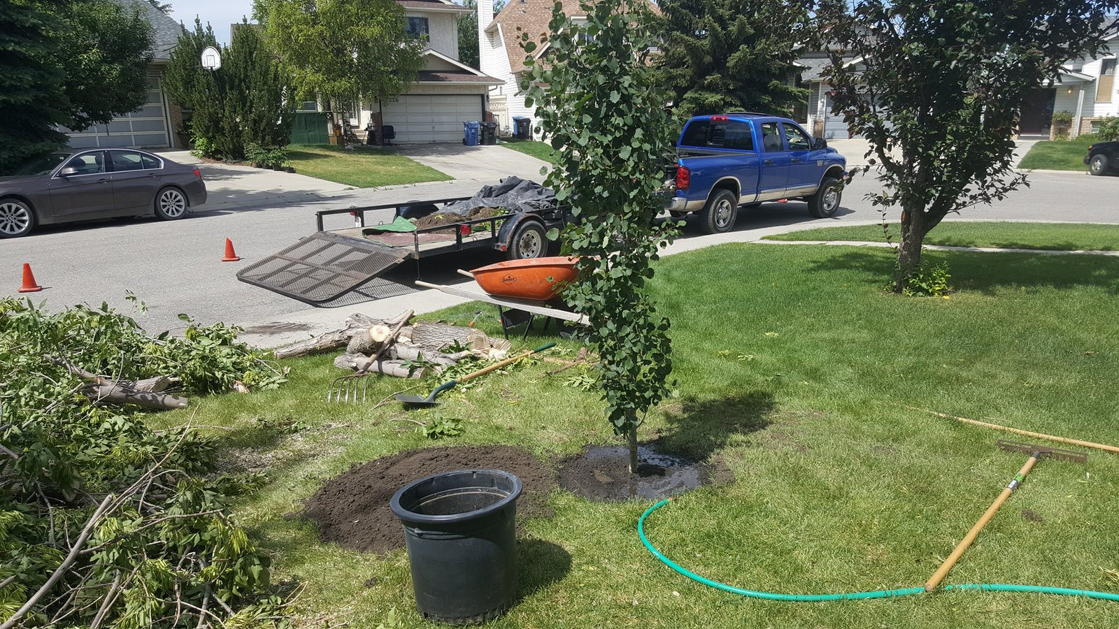Newly planted young tree in a freshly mulched bed